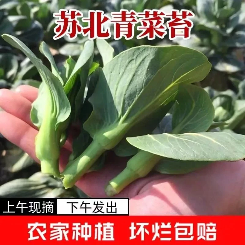 新鲜苏北菜苔矮脚霜冻青菜油菜菜心现摘苏州农家菜苔菜心