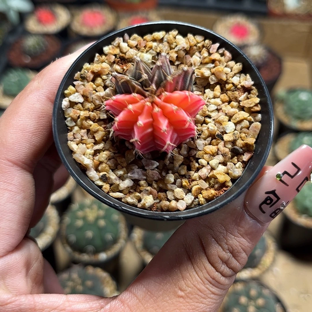 精选牡丹锦单头发货