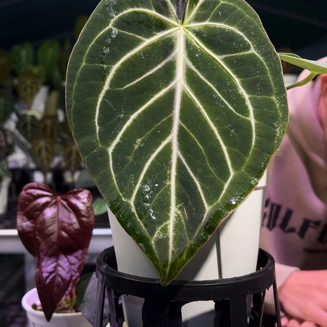 完全开放撕裂纹花烛