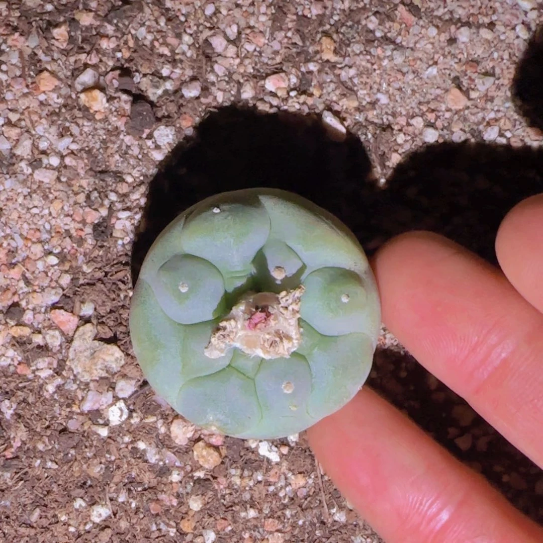 L*块根植物块根植物