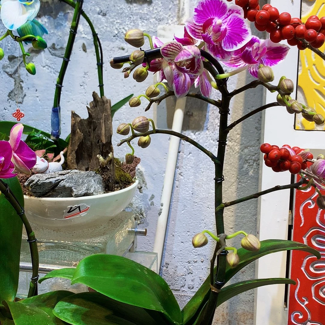 大量花朵（建议范围：8朵-15朵 或40%以上）05