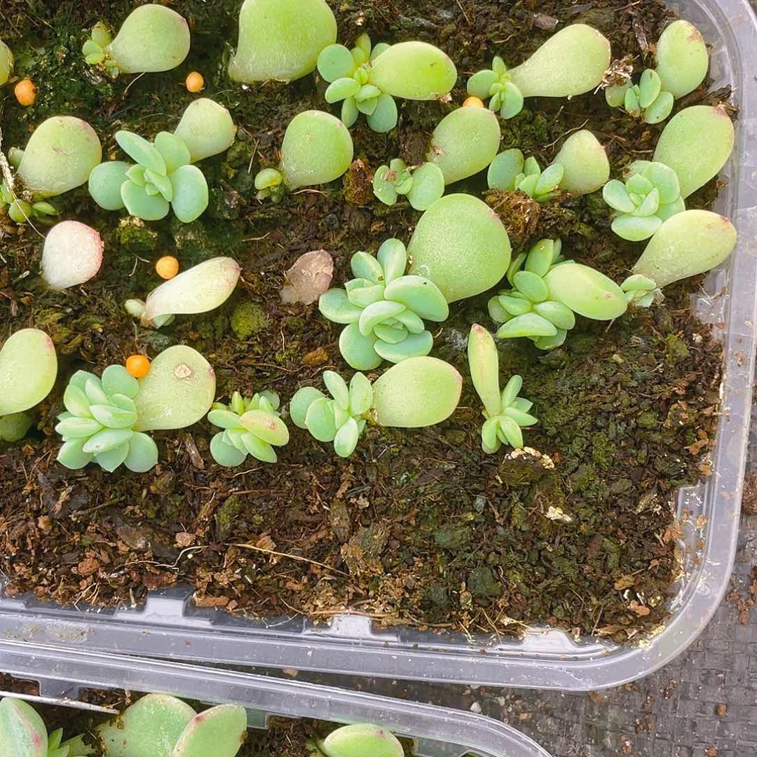 玻璃小中芝麻苗一个满25包邮