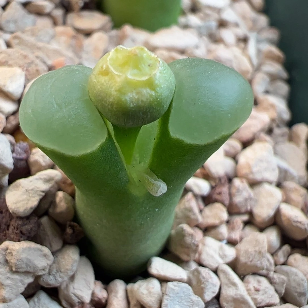 雨*72号翡翠绿翻窗小母本……
