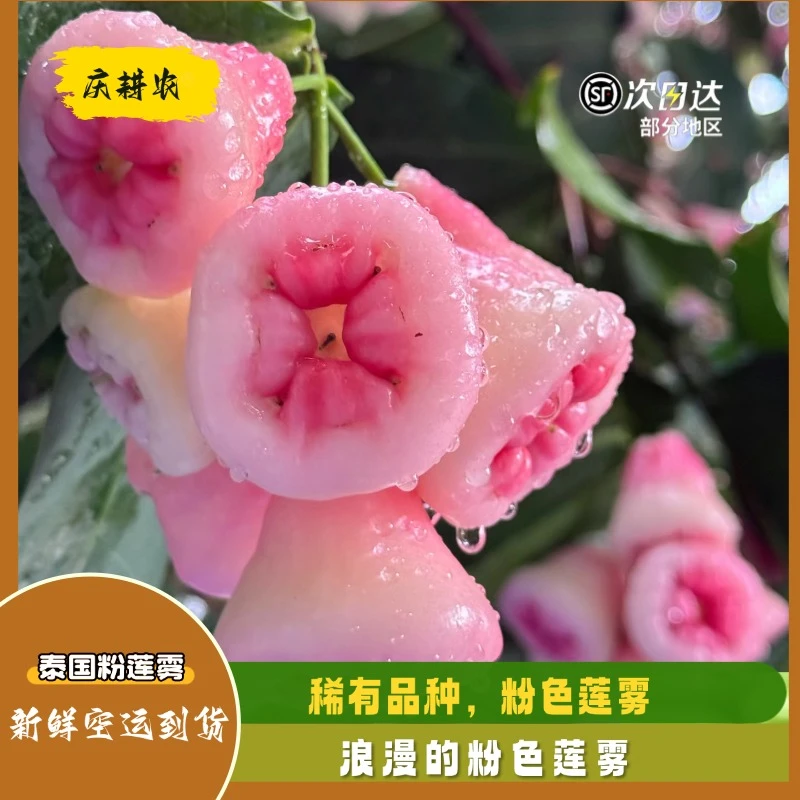 泰国稀有粉色莲雾现摘莲雾清甜解腻新鲜大果顺丰包邮