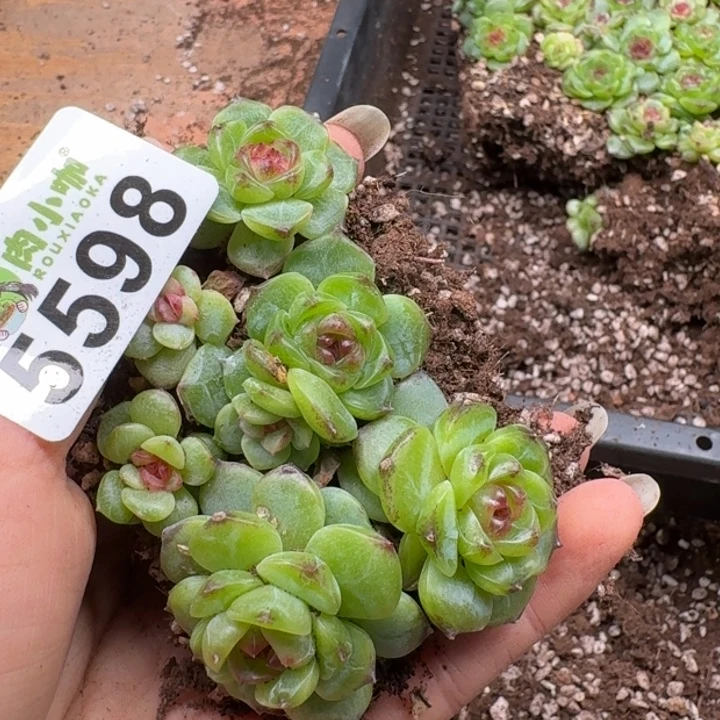 多肉植物多肉植物