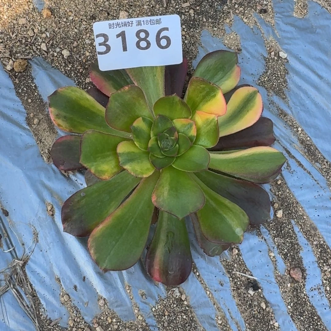 ?**儿3186维纳七彩多肉