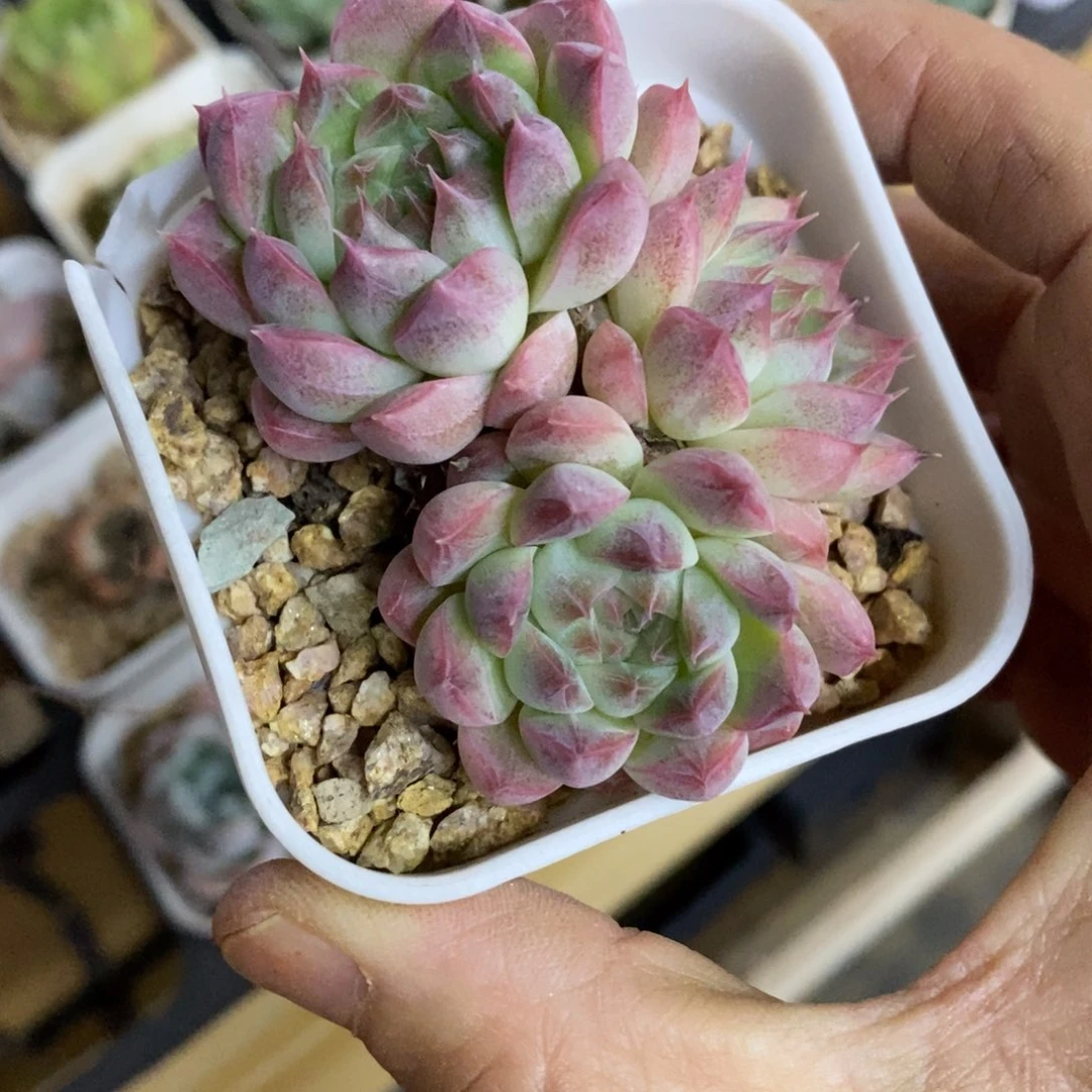 精品多肉一物一拍不包整254