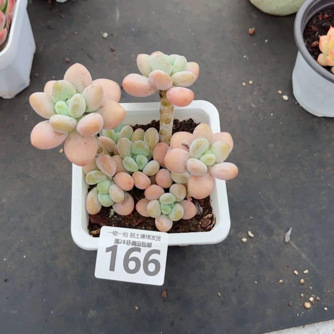 珍妮手指老桩无盆土发货