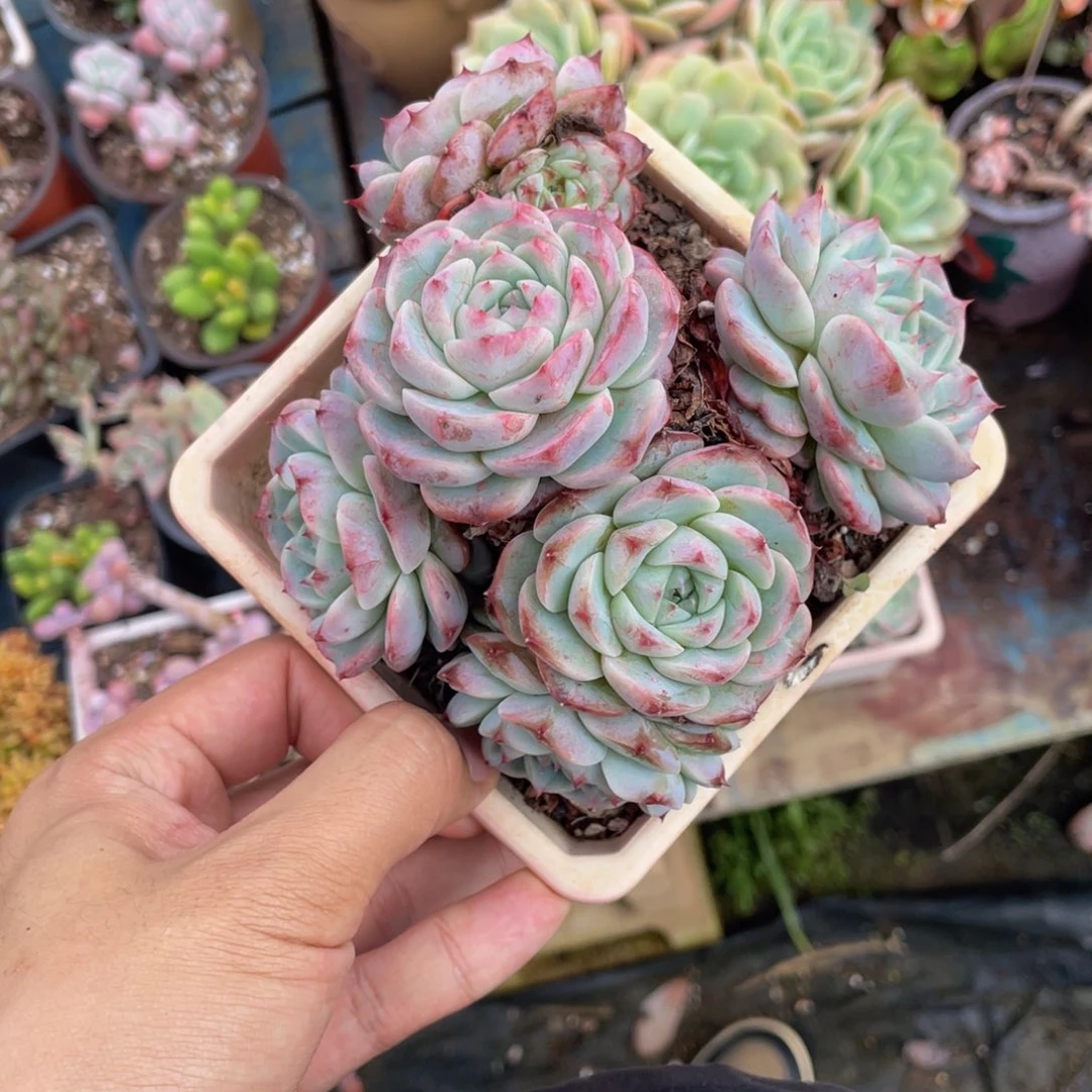 老桩天鹅绒多肉植物盆栽