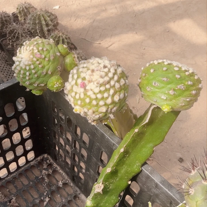 追***肉四个海鲜草球嫁接x r q