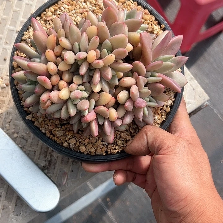 【闪购商品】桃花源缀