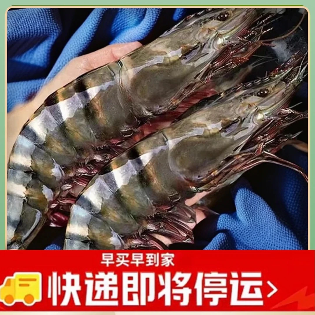 AAA【10-15】巨无霸黑虎虾鲜活速冻发货5-8只/斤3斤15-24约只/盒