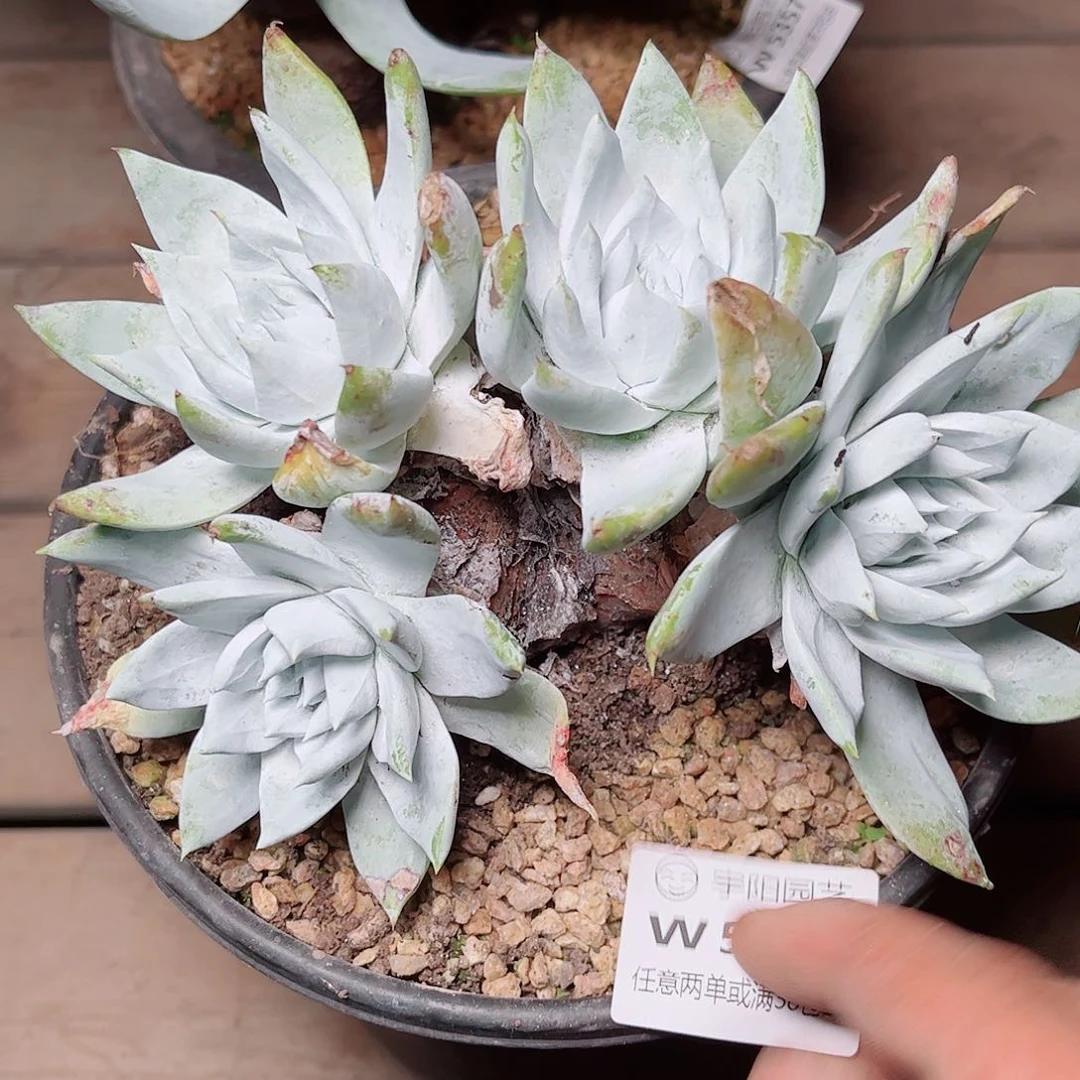 5358牡丹苹果叶多肉