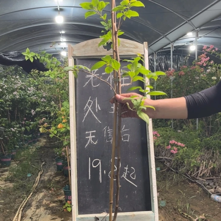 无花朵三角梅三角梅1347