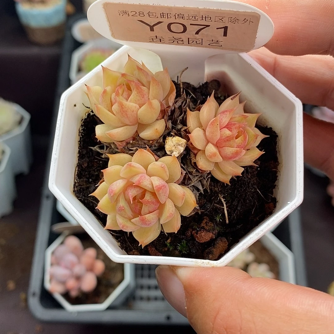 0071？ 苯巴蒂斯 5cm