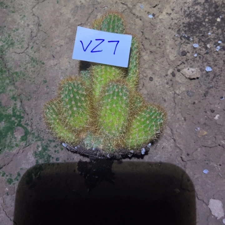 傲***梅V27自根金妞女巫30.888