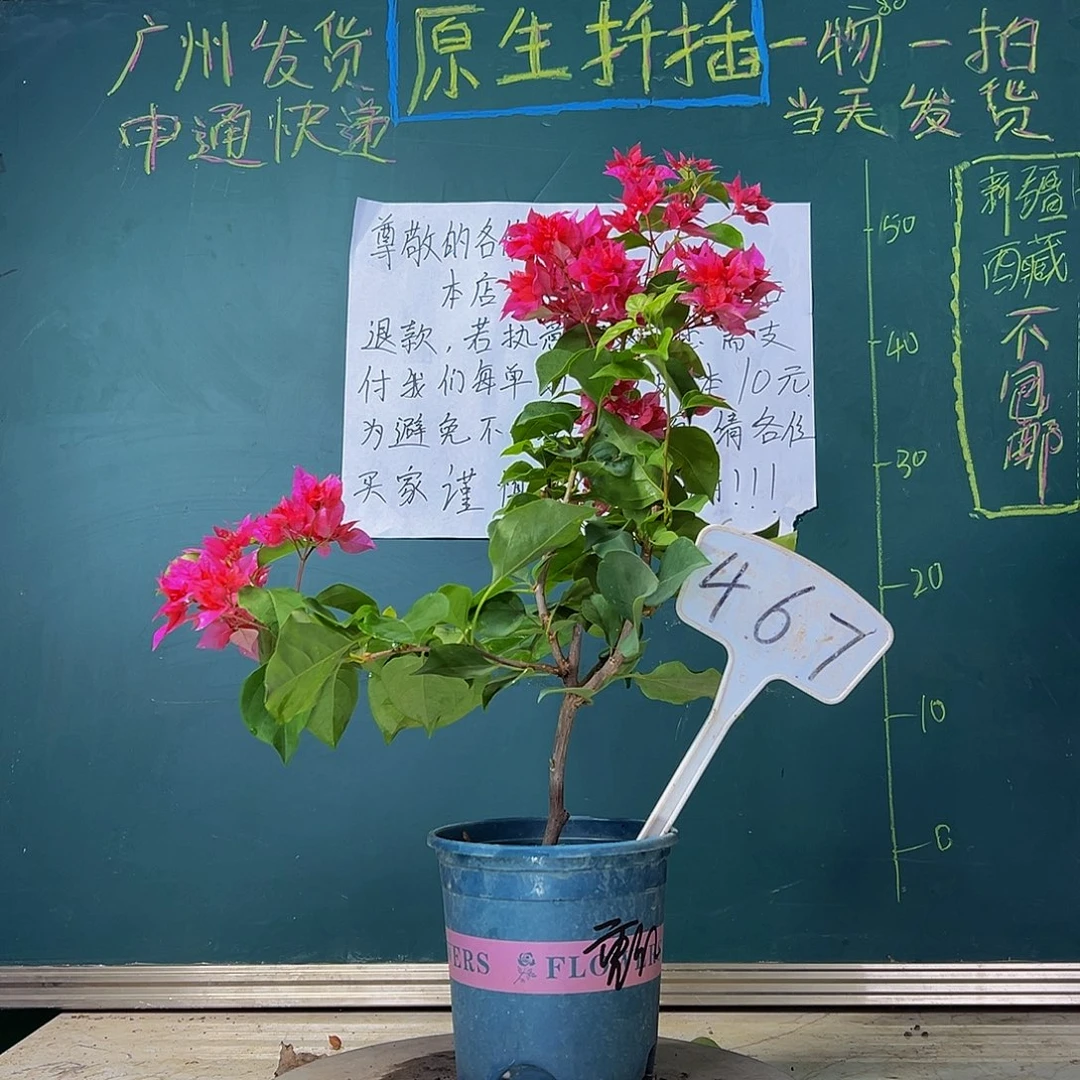 当前无花栽培后可以开花  重瓣红  467
