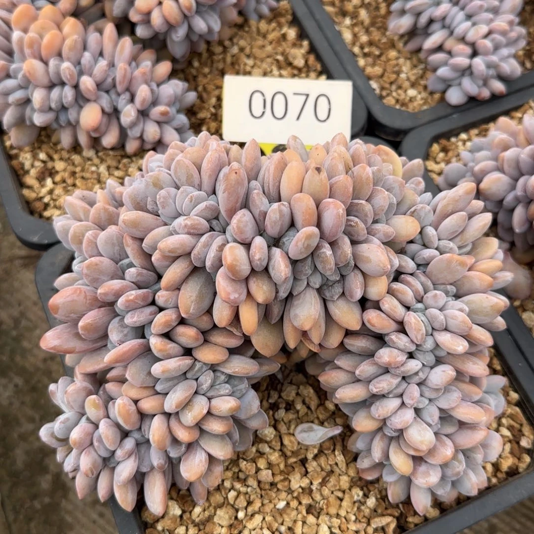 0070。     粉兔缀