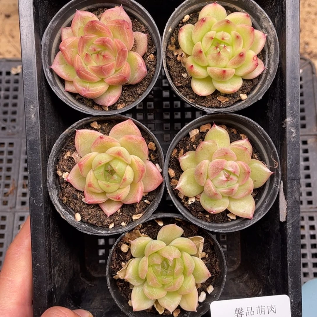多肉一物一拍26-102