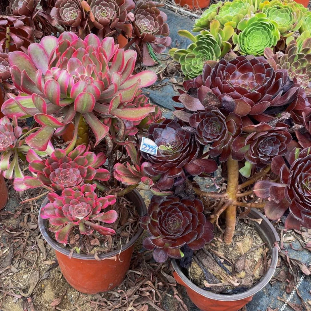 用***景一对不包222鲜花老桩