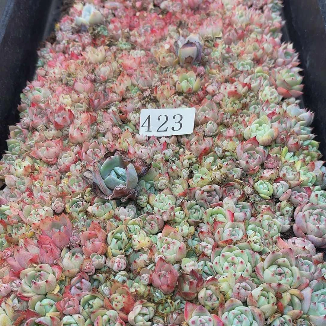 多肉植物多肉植物423