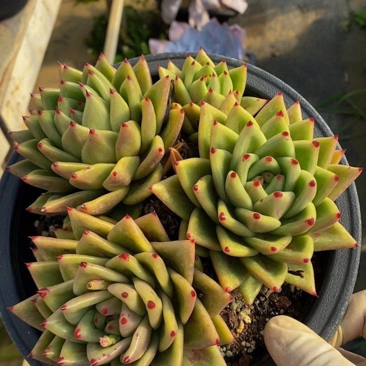 控养蔷薇锦老桩无砍群