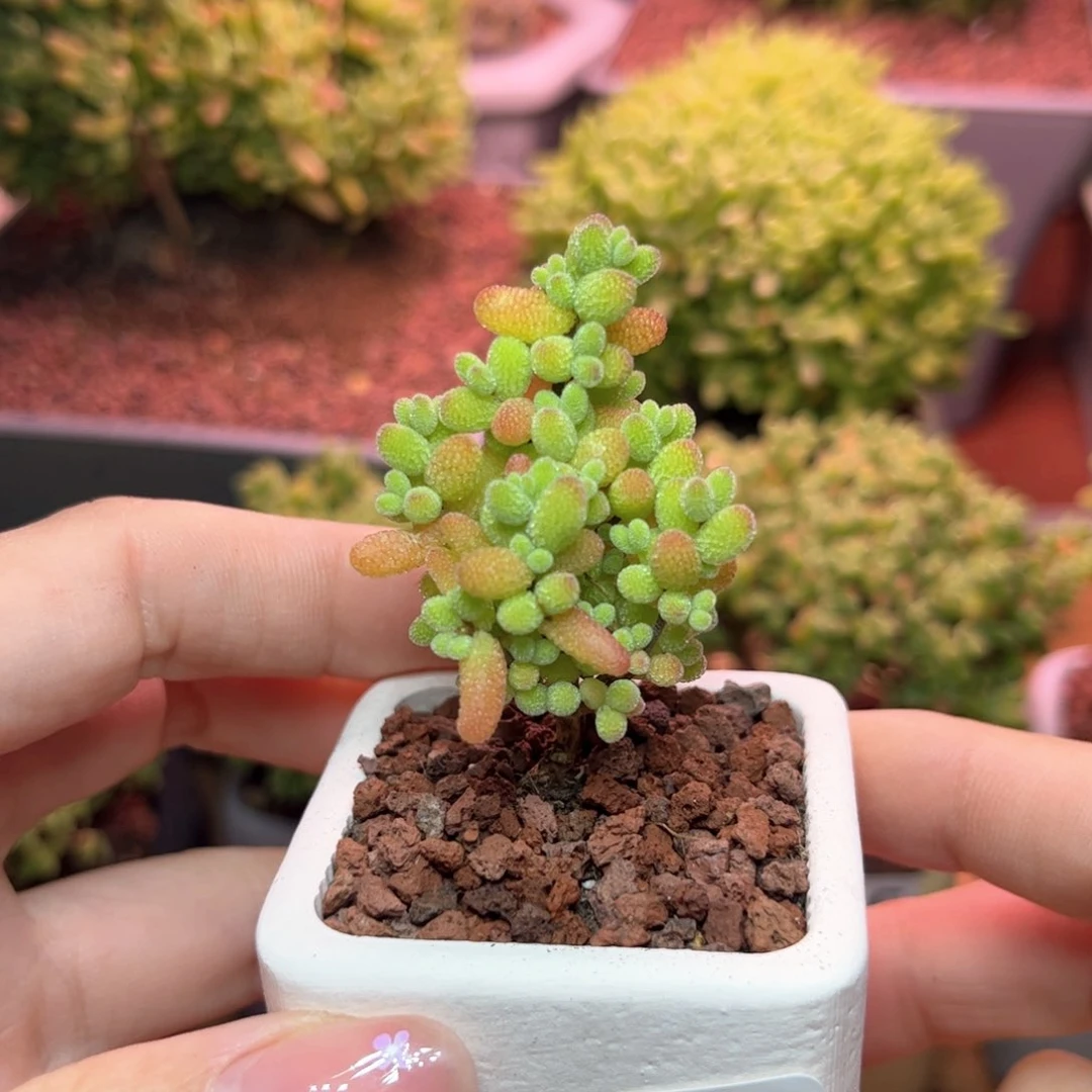 569金桔可爱多肉