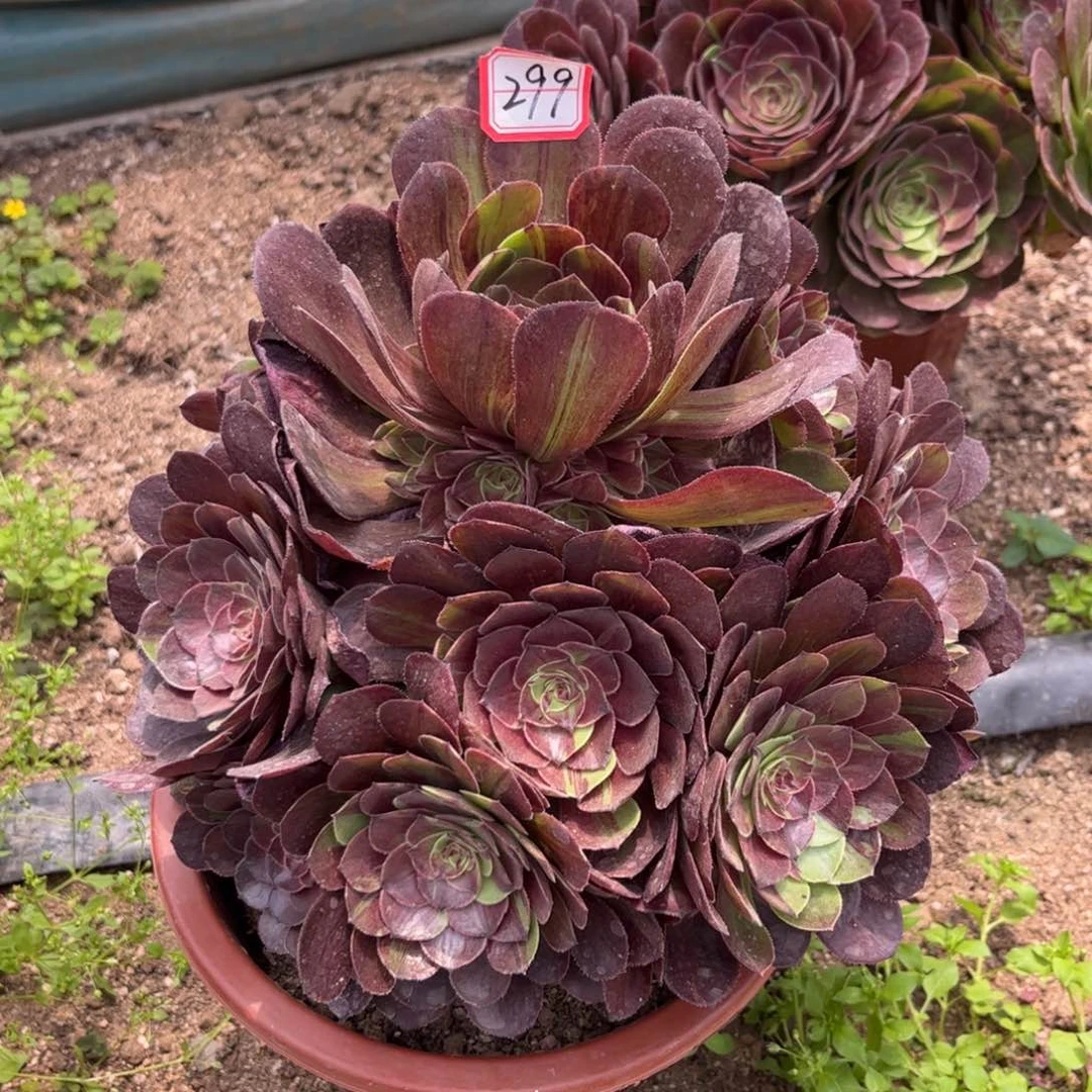 299多肉植物花月夜