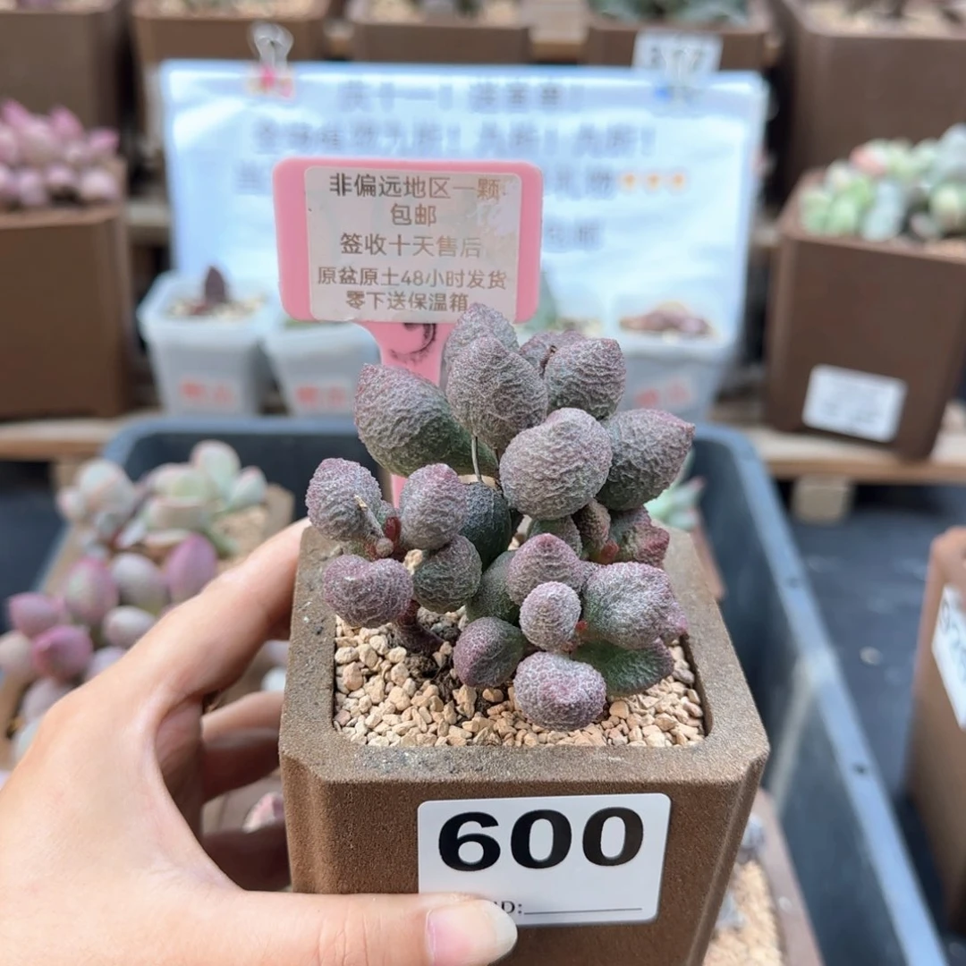 600水蜜桃多肉植物