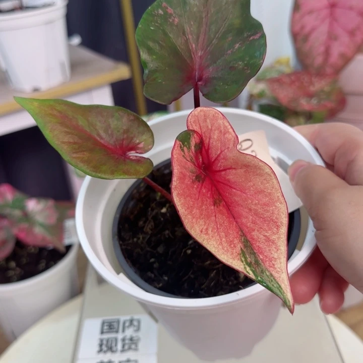 无花朵泰彩玛丽龙宝石Q3580