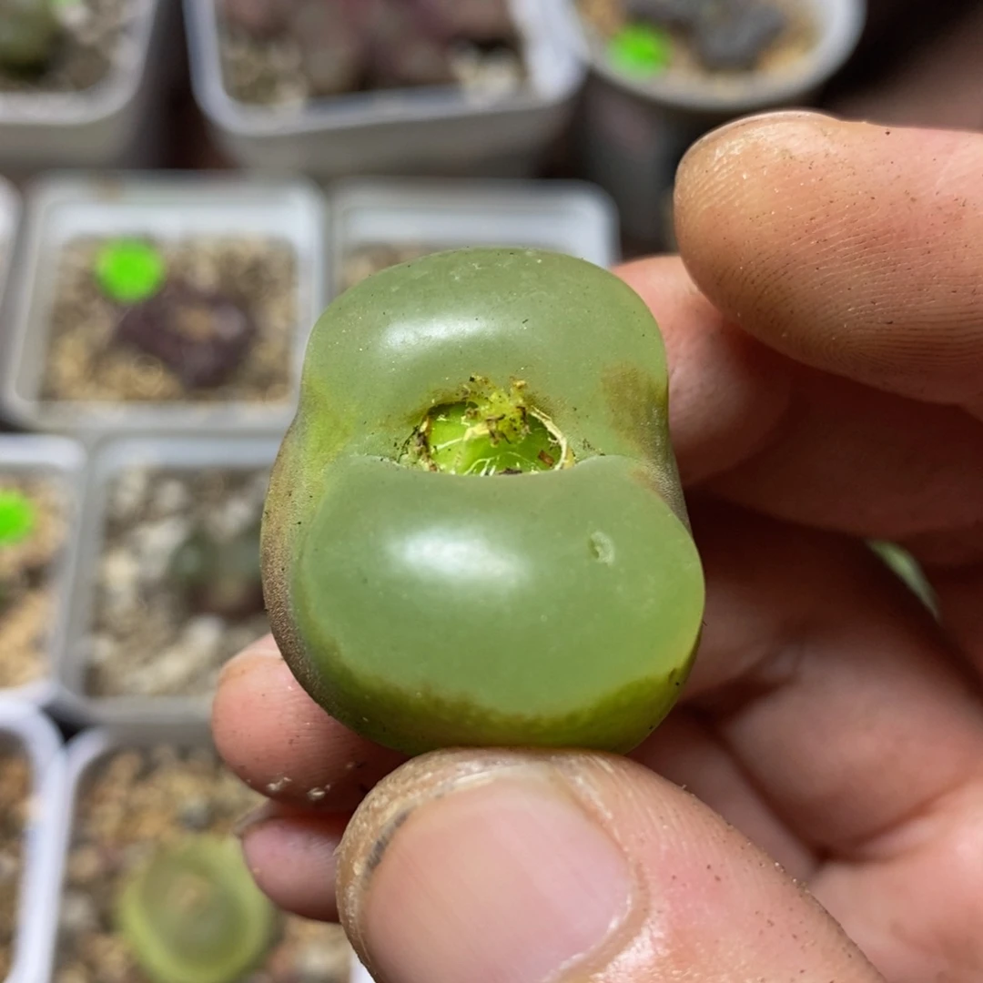 2.7+漂亮多肉植物187