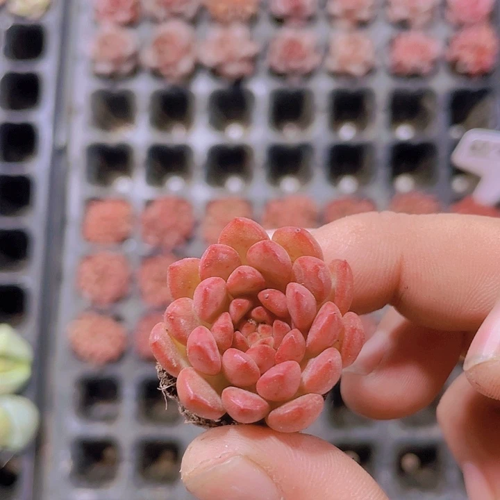 红宝石【满10颗包邮】