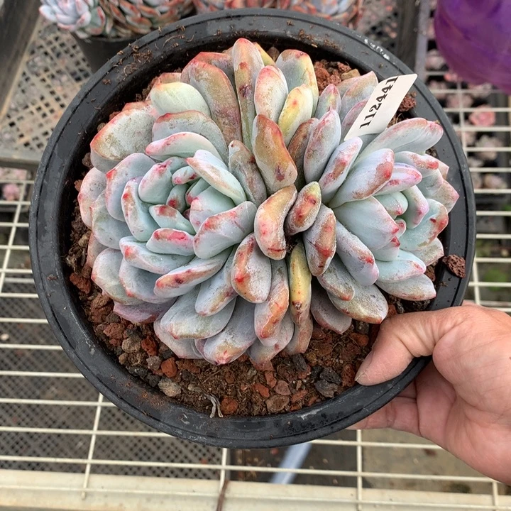 a***娜112441石化嗯嗯嗯嗯嗯嗯嗯好