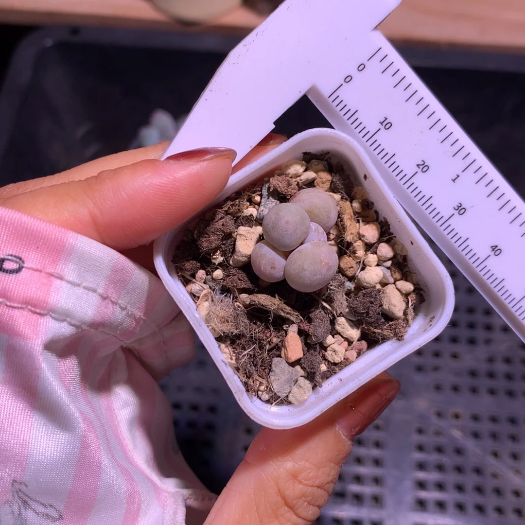 米可奶，韩国米可奶多肉