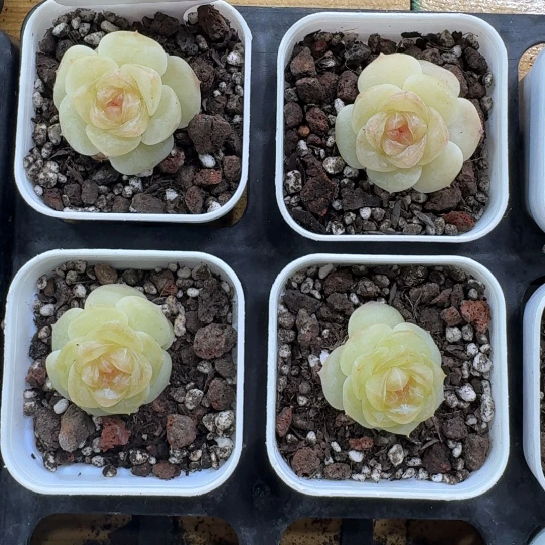 0104-096-生椰拿铁一颗量拍