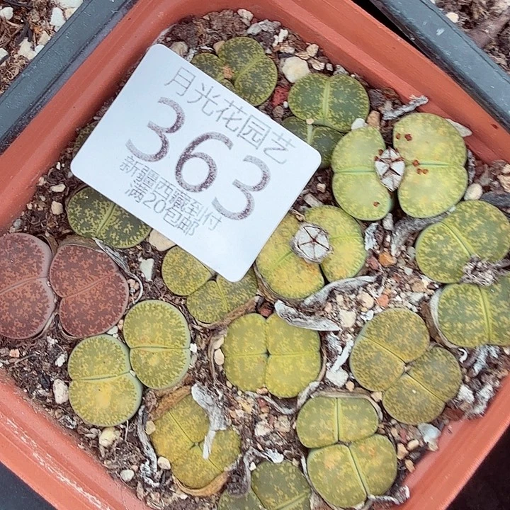 是一个不想被束缚而去363