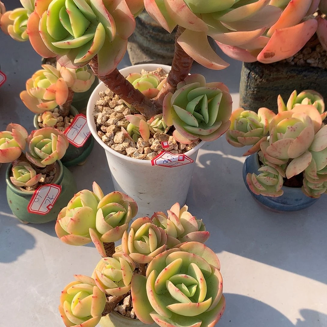 若***饶鸡蛋碧桃多肉两颗