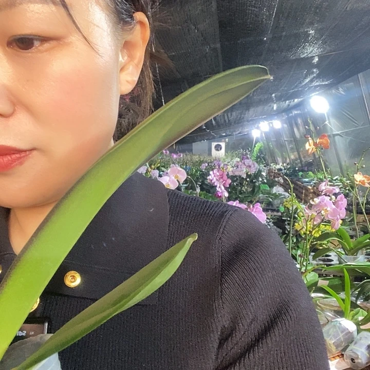 无花朵粉冠军蝴蝶兰