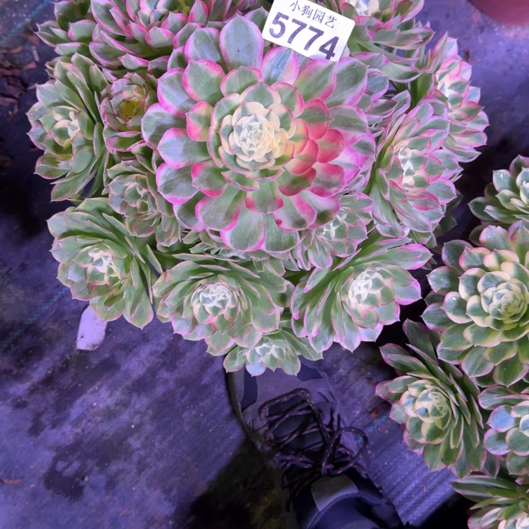 小***哥海王多肉植物5774