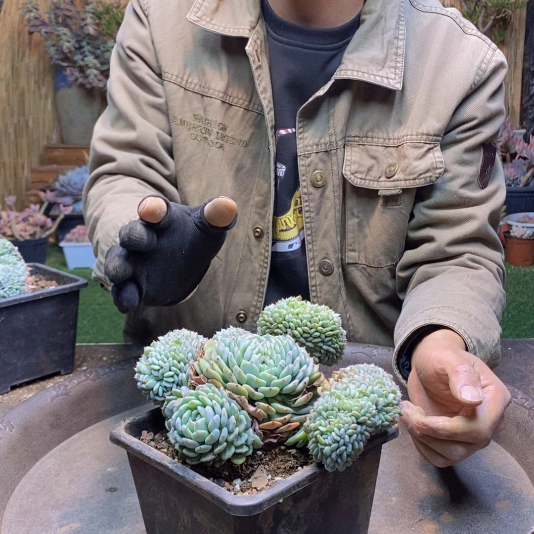 青*A185号白胖子缀