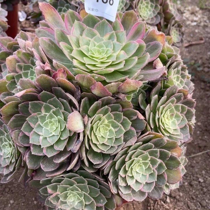 风***彩无花朵168多肉植物万花筒