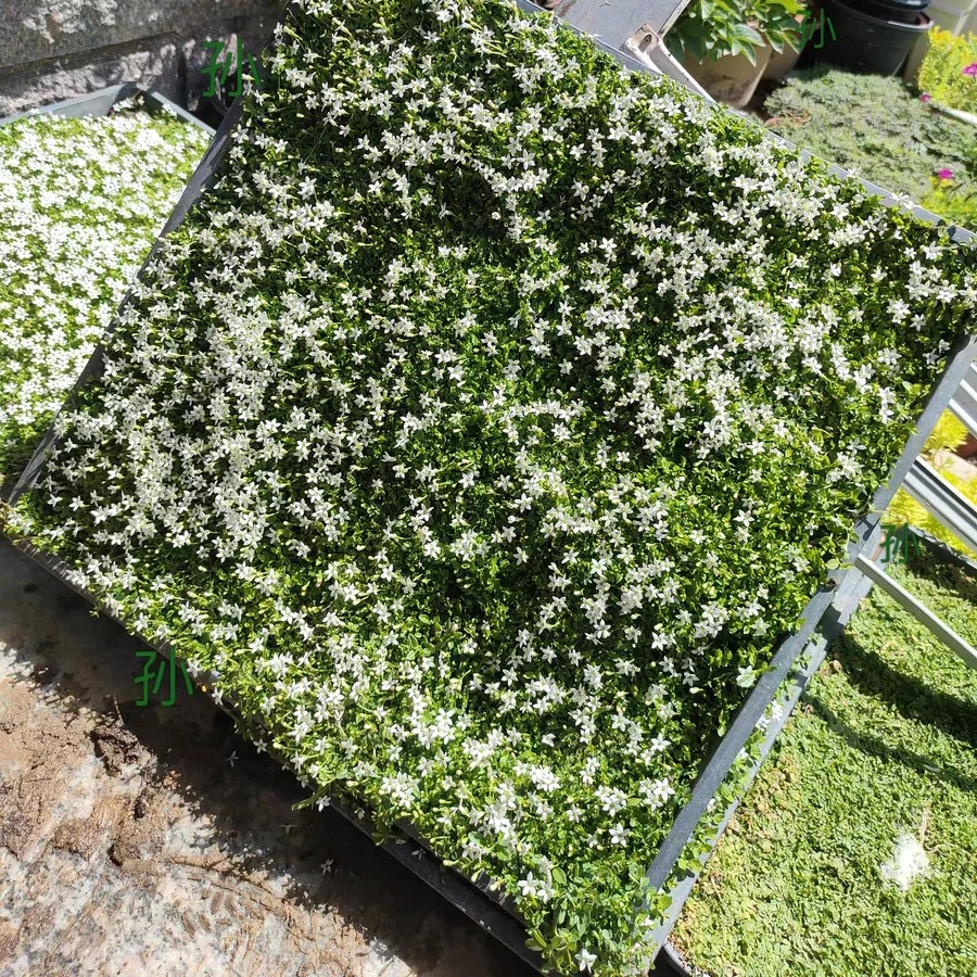 新西兰半边莲40方盘多年生四季常绿草坪耐寒耐旱