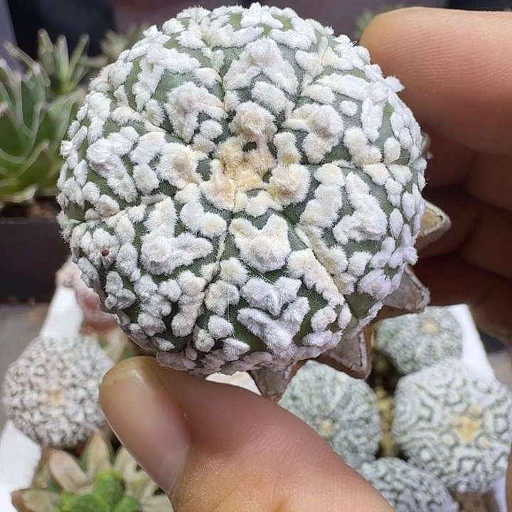 苗接超白高绒桃心v打种子利器