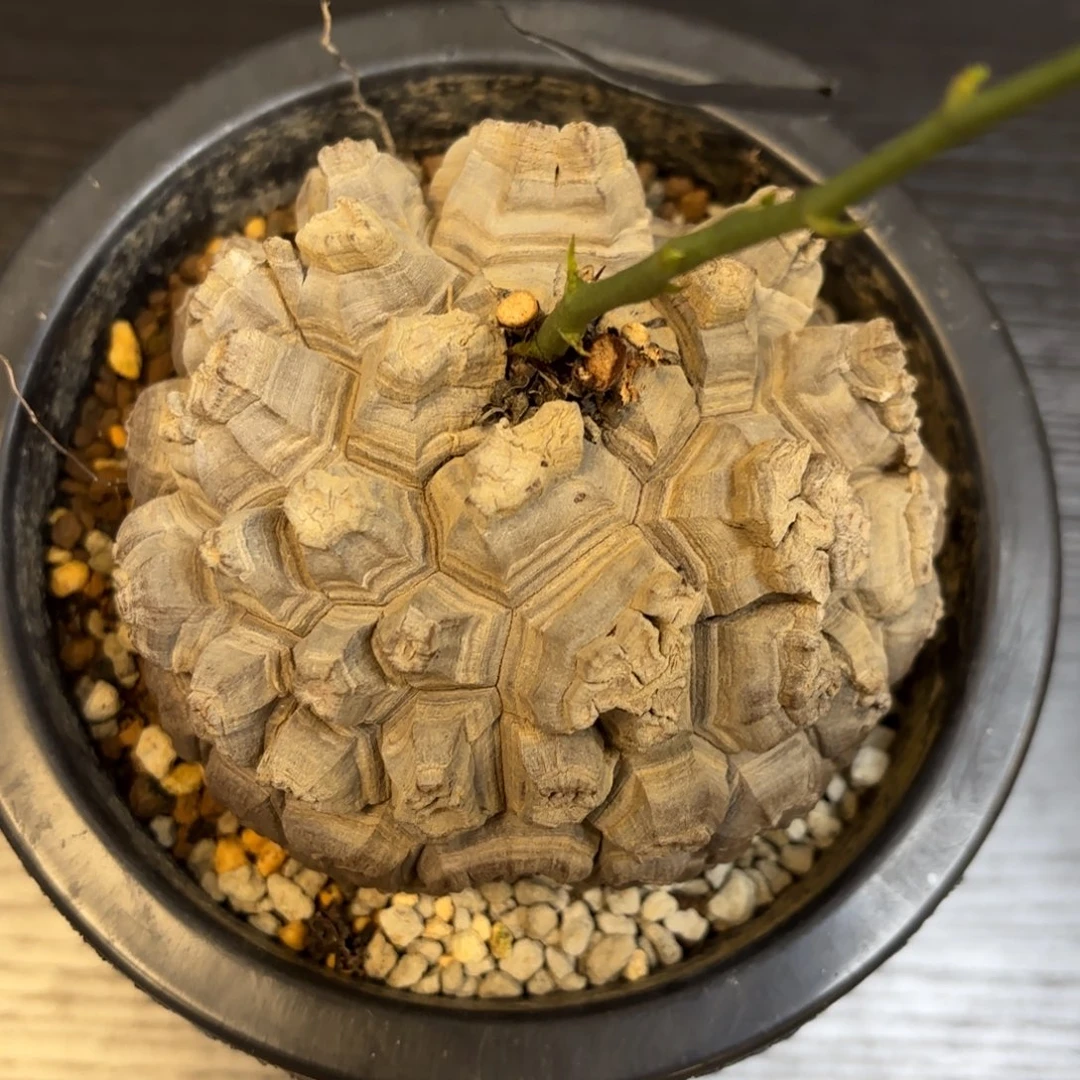 3号龟甲龙带盆包邮