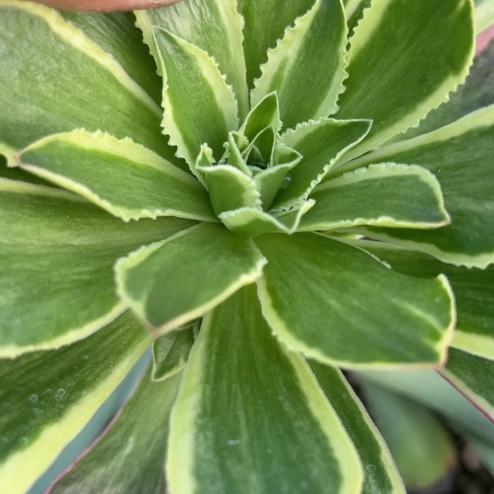 多肉植物凤穿砍头两个