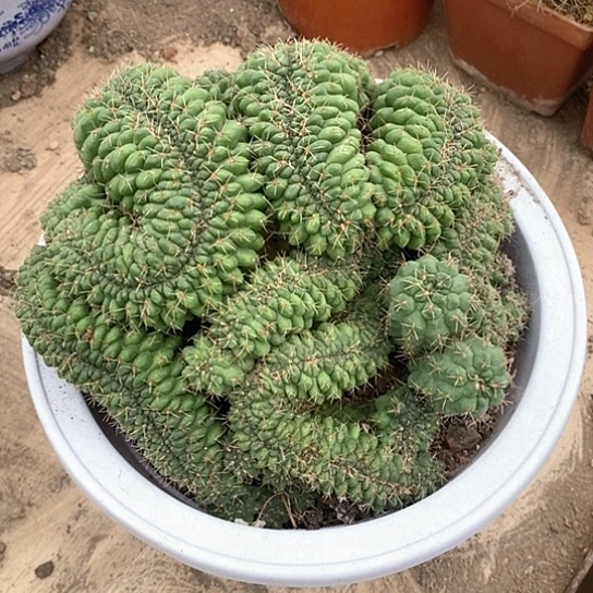 哆***）一个大菲花玉缀仙人球