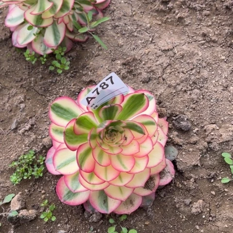 多肉植物倾城二个