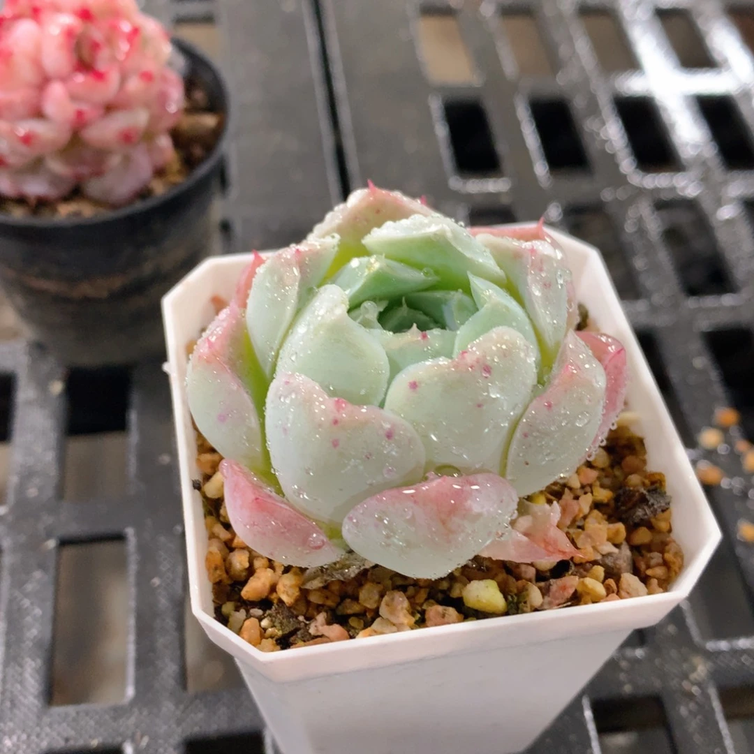 肉萌萌精控多肉 5cm盆量拍 沁心单头