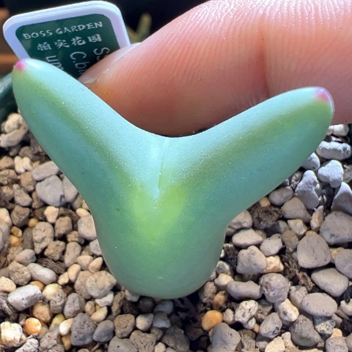 337。 优选正版尖儿超胖体皮卡丘。