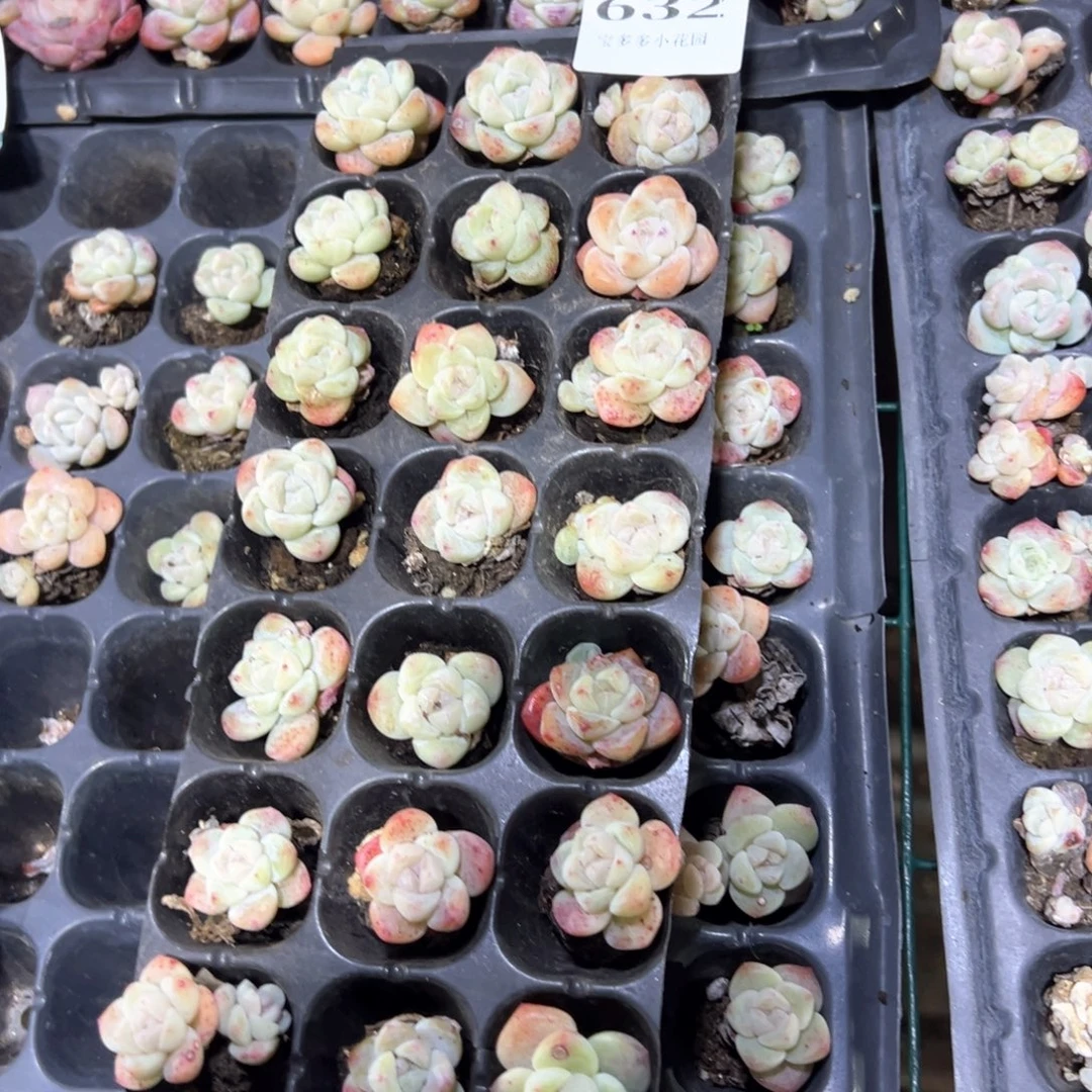 虎****632号瑕疵冰玉到手21颗 不包整散不售后